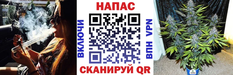 Конопля сатива  Корсаков 